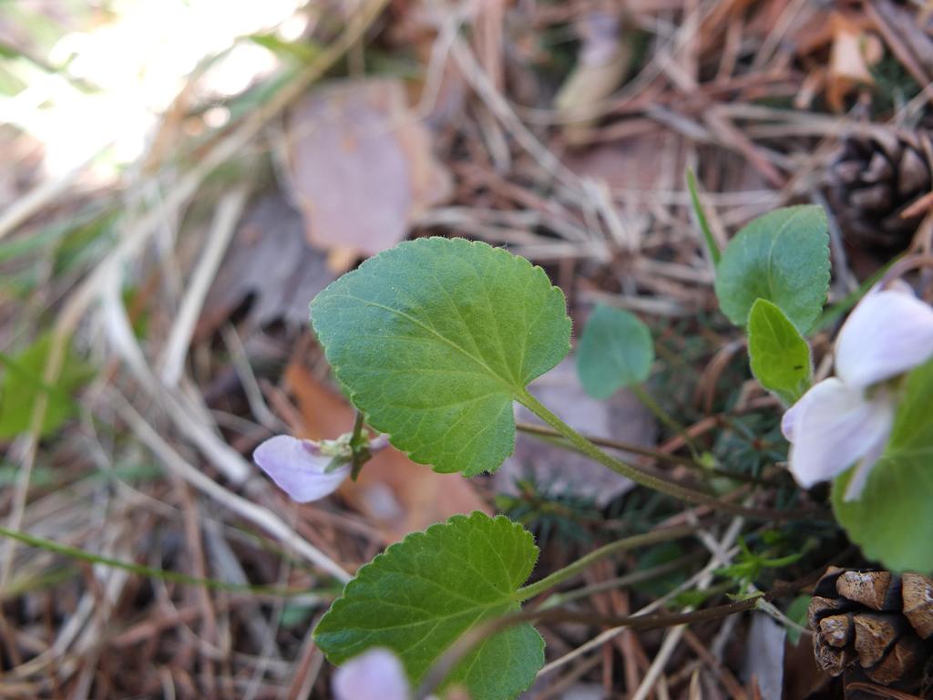 Viola thomasiana / Viola di Thomas